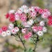 Variegated Featherflower - Photo (c) Dougal Townsend, some rights reserved (CC BY-NC), uploaded by Dougal Townsend