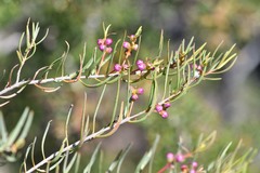 Melaleuca radula