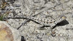 Ctenophorus adelaidensis