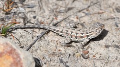 Ctenophorus adelaidensis