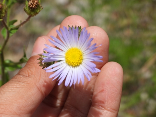 Mexican Tansyaster (Psilactis gentryi)