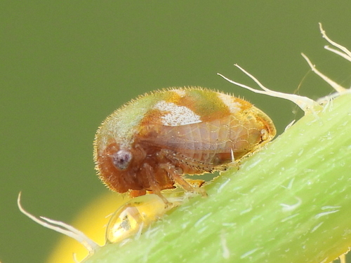 Van Duzee Treehopper photo 5