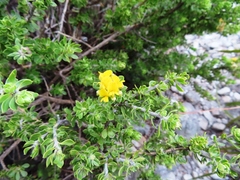 Aspalathus securifolia