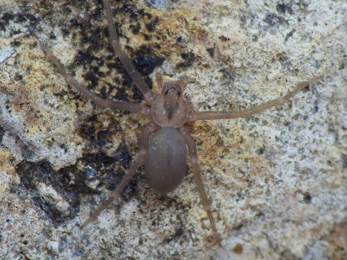 Brown recluse