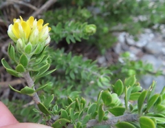 Aspalathus securifolia