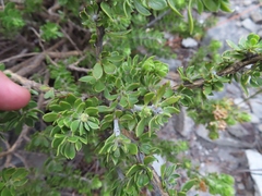 Aspalathus securifolia