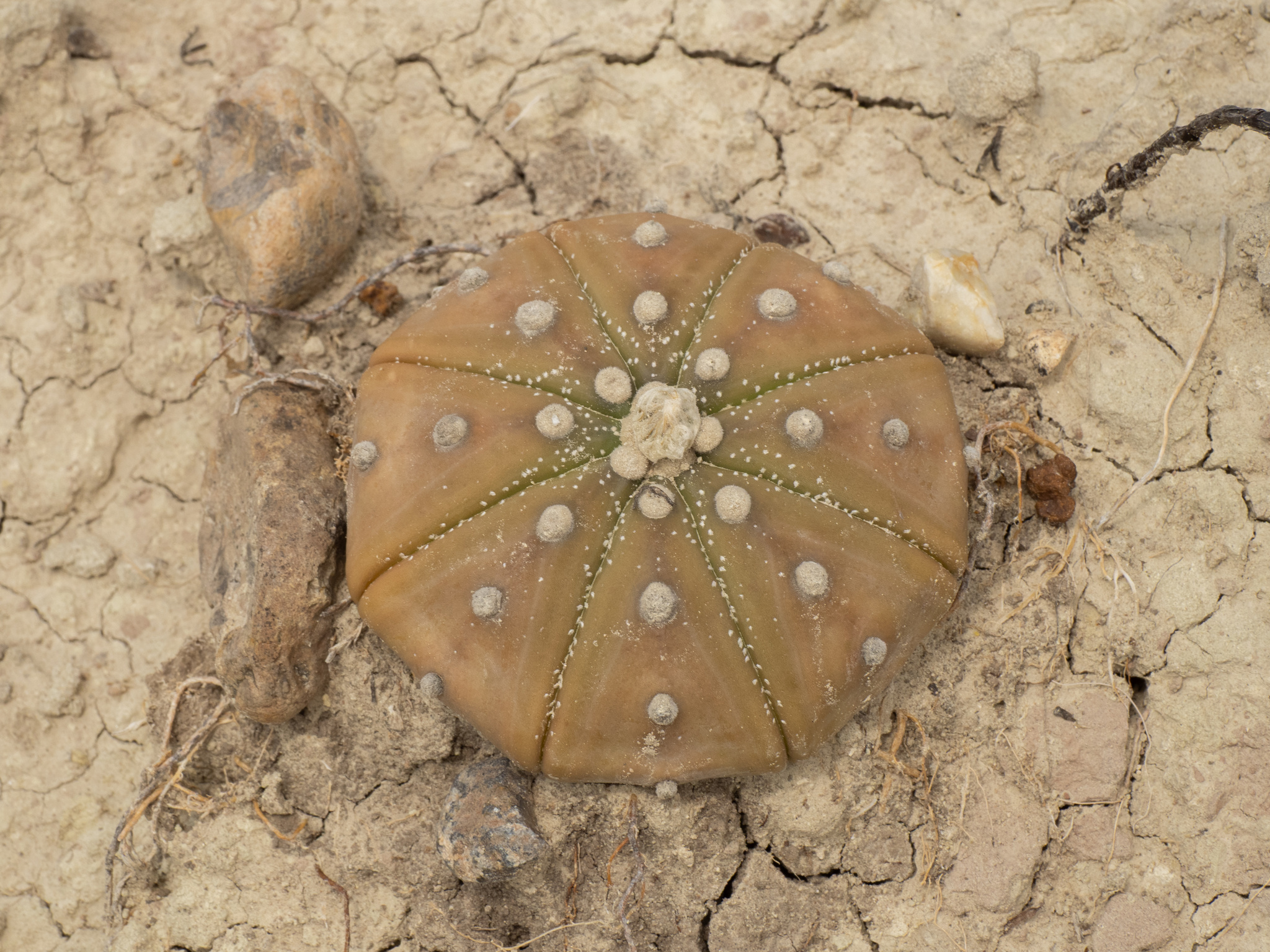 Sanddollar (Astrophytum asterias)