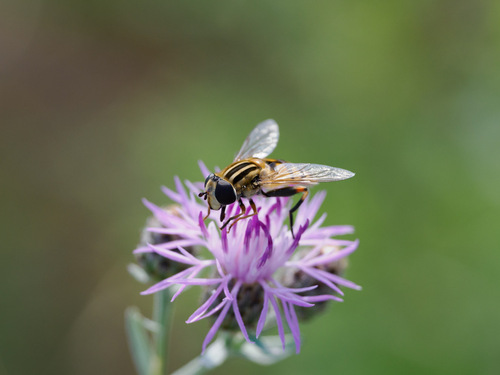 Unknown species found near Lake County, MT, USA