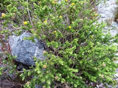 Aspalathus securifolia