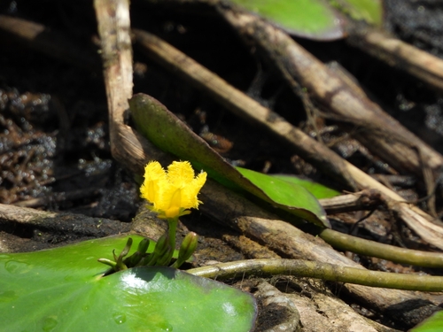 Nymphoides fallax (Nymphoides fallax)
