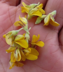 Aspalathus securifolia