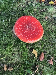 Amanita muscaria muscaria