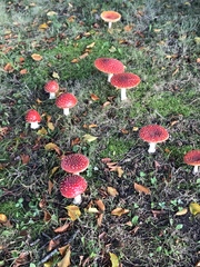 Amanita muscaria muscaria
