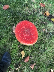 Amanita muscaria muscaria