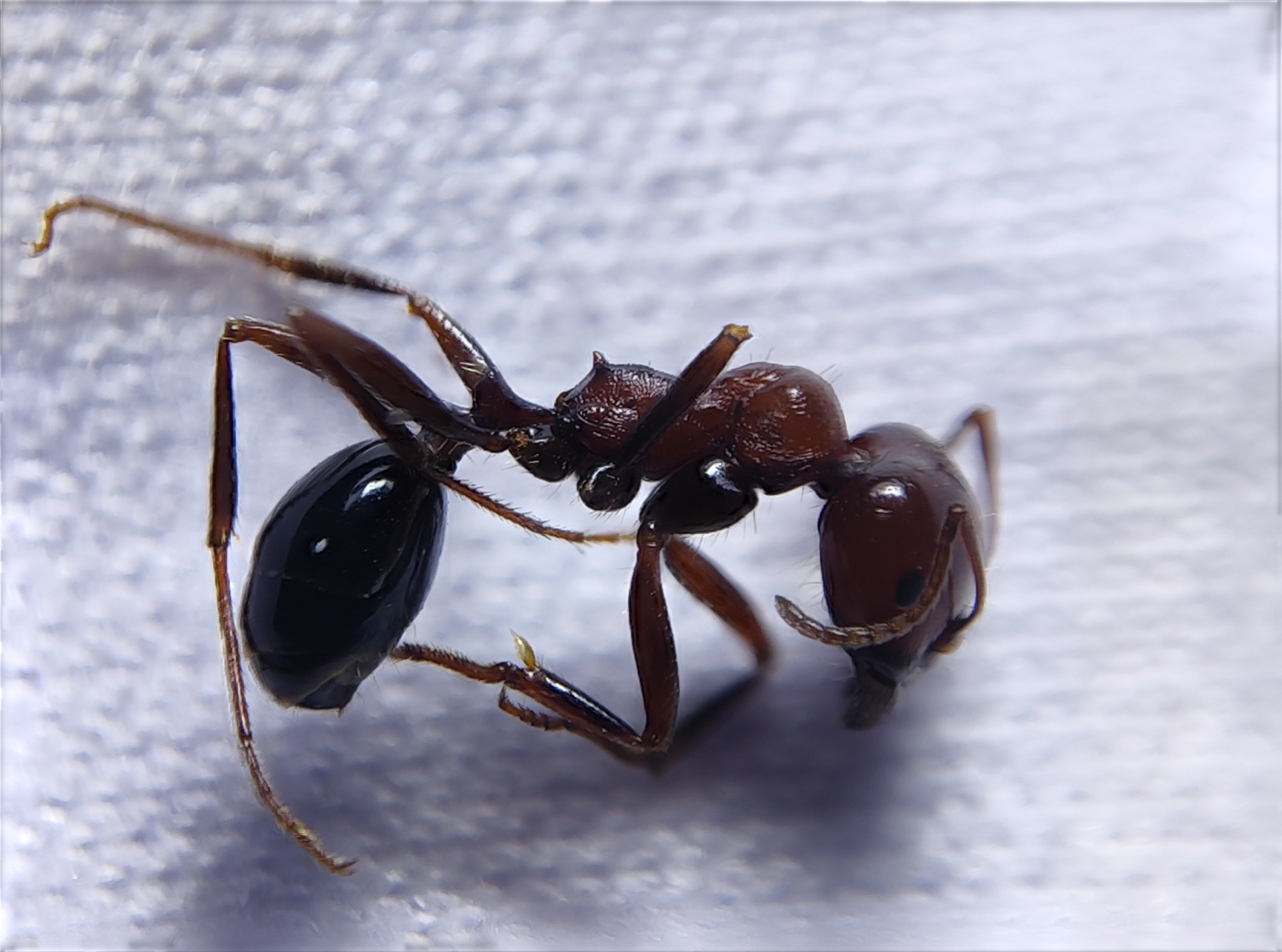 Messor incorruptus