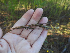 Sorghastrum