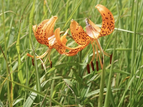 Lilium leichtlinii, photograph 4