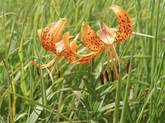 Lilium leichtlinii, photograph author not stated, no rights reserved