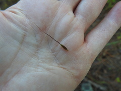 Sorghastrum