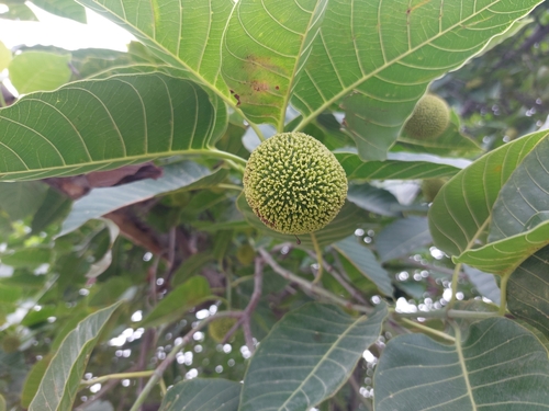 Burflower-tree