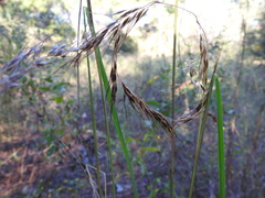 Sorghastrum