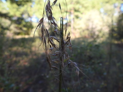 Sorghastrum