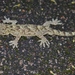 Chinese Narrow-disked Gecko - Photo (c) Thomas Brown, some rights reserved (CC BY-NC), uploaded by kogia