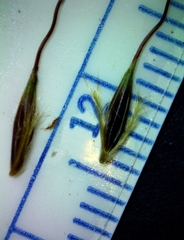 Sorghastrum