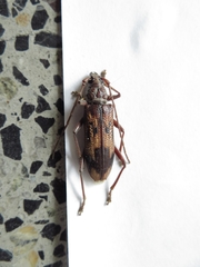 Phoracantha synonyma