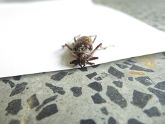 Phoracantha synonyma