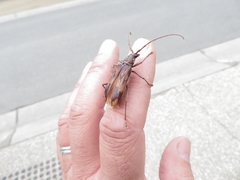 Phoracantha synonyma