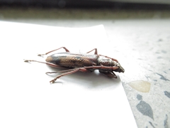 Phoracantha synonyma