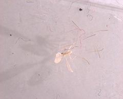Insecta