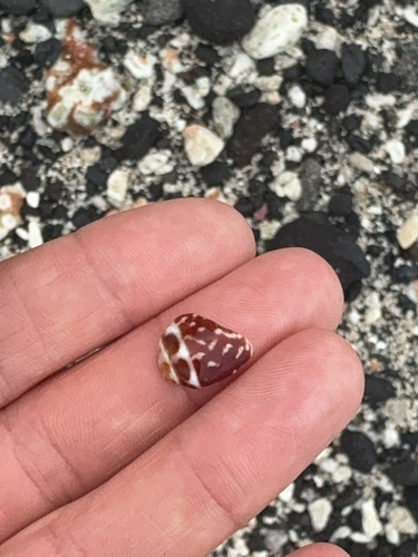 Conus chaldaeus, 2025-08-08