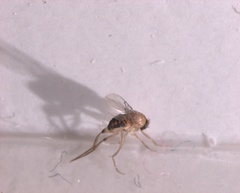 Insecta