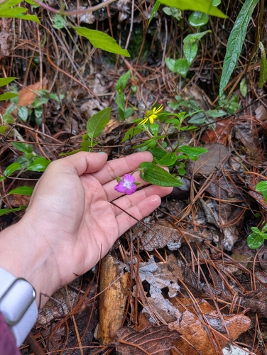 Dayflower tradescantia (Tradescantia commelinoides)