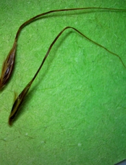 Sorghastrum