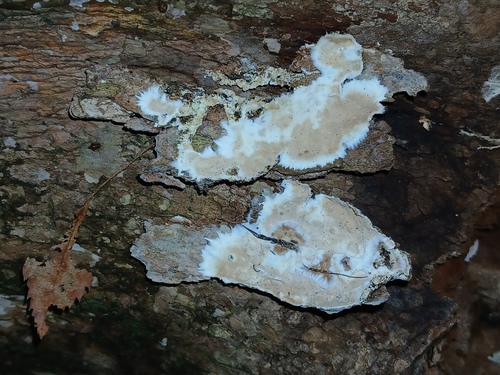 Phlyctibasidium polyporoideum observed 2025-08-08
