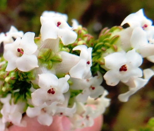 Image of Erica denticulata by (c) linkie, some rights reserved (CC BY)