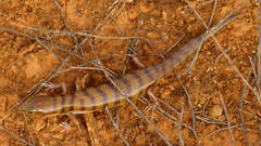 Eremiascincus richardsonii