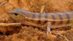Eremiascincus richardsonii