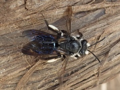 Andrena agilissima