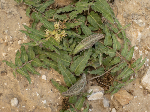 Asclepias prostrata, photograph 1