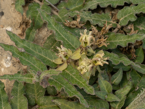 Asclepias prostrata, photograph 2