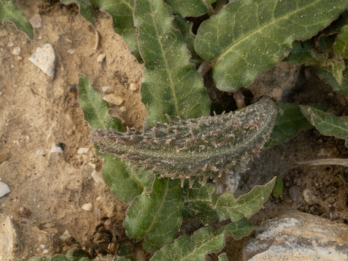 Asclepias prostrata, photograph 3