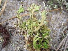 Cladonia strepsilis