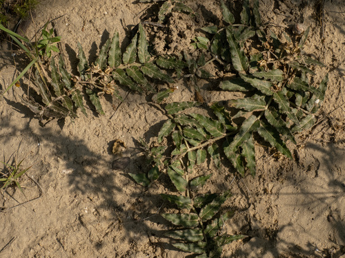 Asclepias prostrata, photograph 4