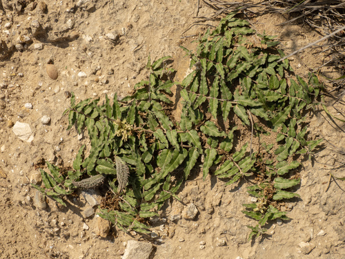 Asclepias prostrata, photograph 5