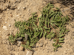 Asclepias prostrata, photograph (c) Turner Brockman, some rights reserved (CC BY-SA)