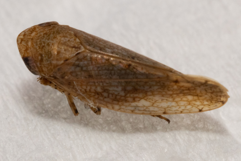 Paraphlepsius carolinus